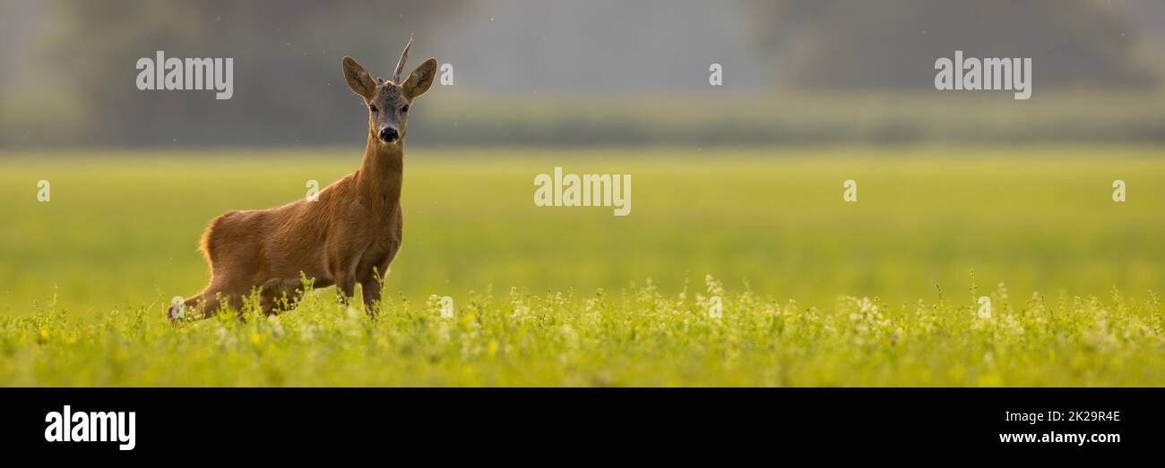 Rehe blicken auf die Kamera auf dem Feld in einer Panoramaaufnahme Stockfoto
