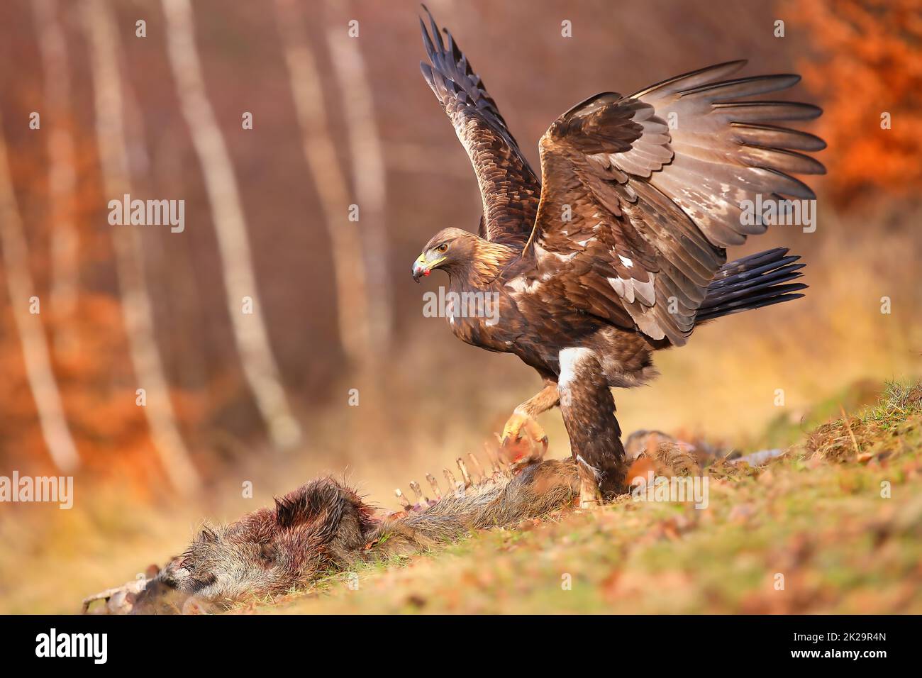 Goldener Adler auf der Jagd nach toten Tieren in herbstlicher Umgebung. Stockfoto