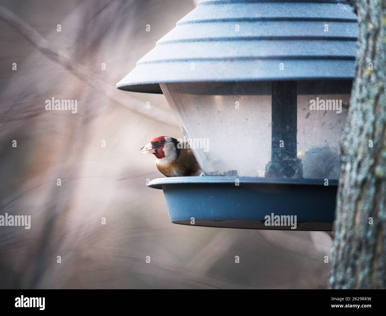 goldfinch an einer Futterstation im Winter Stockfoto