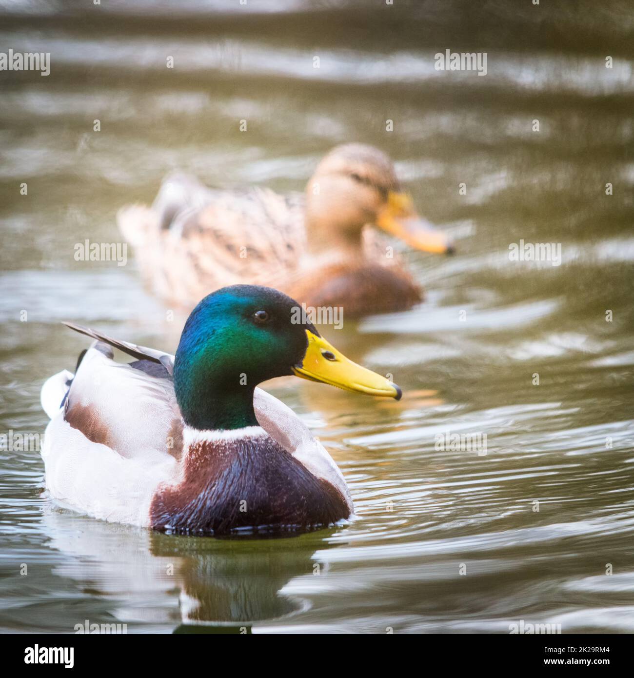 Mallard Duck Kumpels Schwimmen Seite An Seite Stockfoto