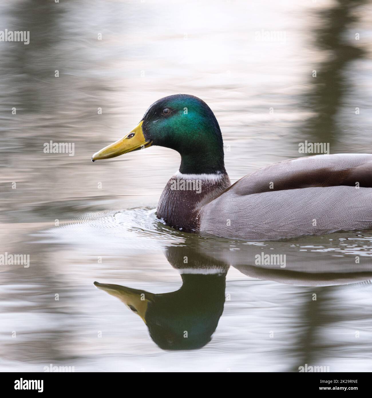 Porträt eines männlichen Stockenten, der im Wasser schwimmt Stockfoto