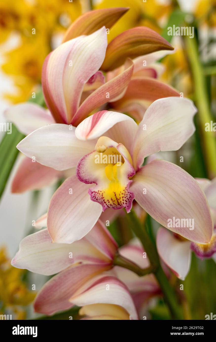 Nahaufnahme von Schönheit bunte orchid flower Stockfoto