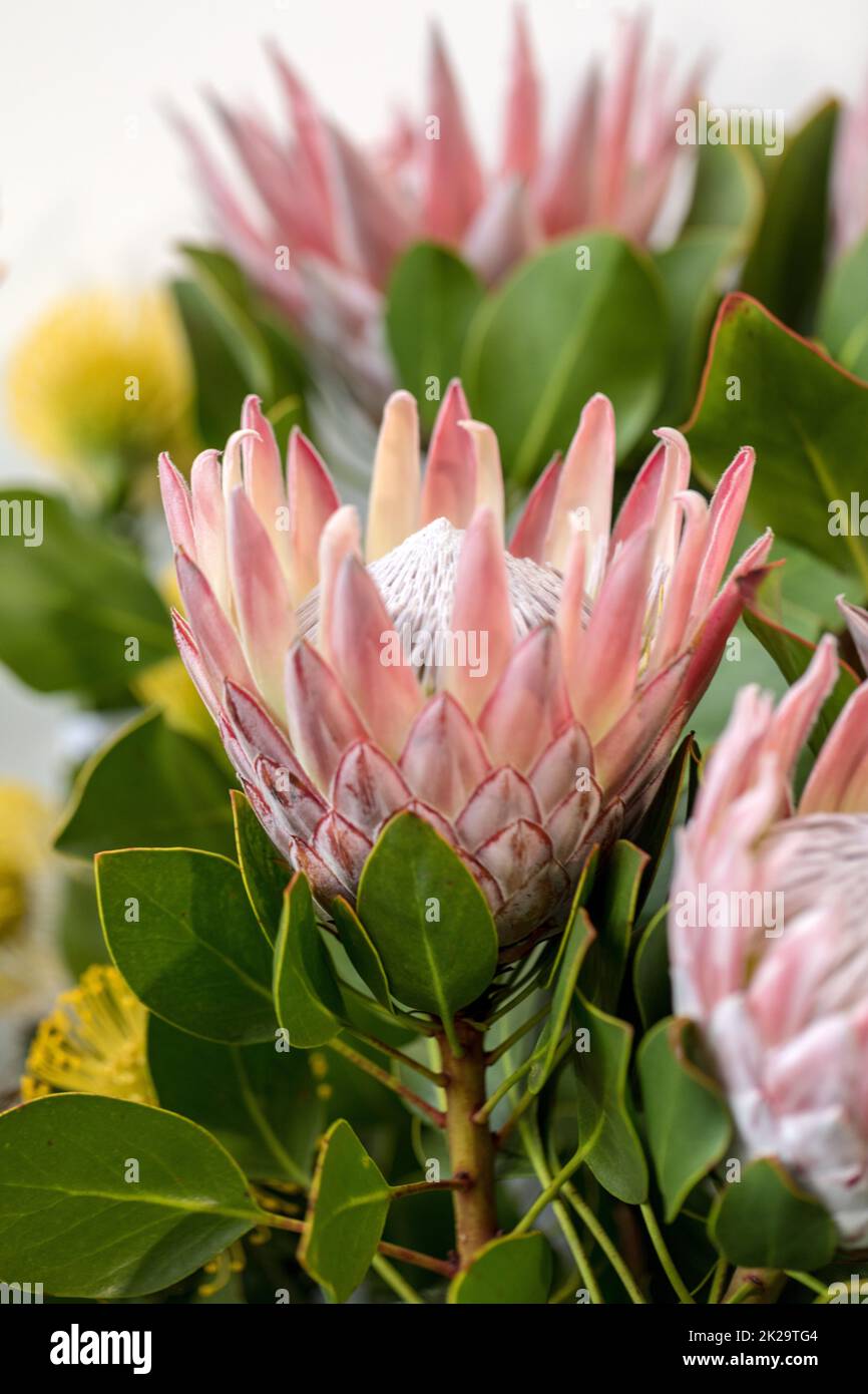 Königsprotea oder Protea cynaroides Die nationale Blume von Südafrika Stockfoto