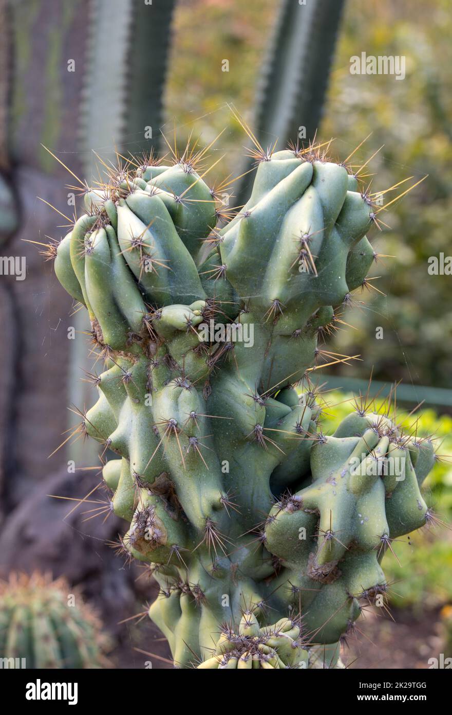 Nahaufnahme von saftigen grünen Kakteen im botanischen Garten Stockfoto
