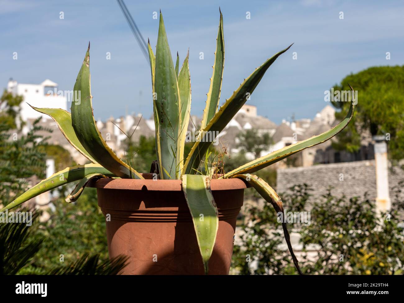 Aloe Vera Pflanze frisches Blatt auf den Außentopf Stockfoto