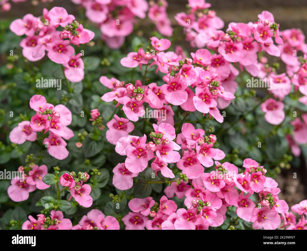 Hübsche rosa Blüten von Zwillingssporn Diascia Lilac Belle Stockfoto