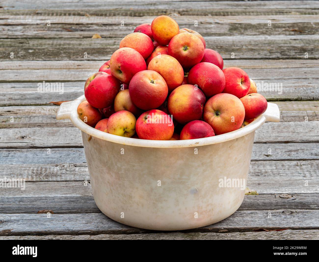 Fruchternte roter Äpfel in einer Plastikschüssel auf einem Holztisch. Stockfoto