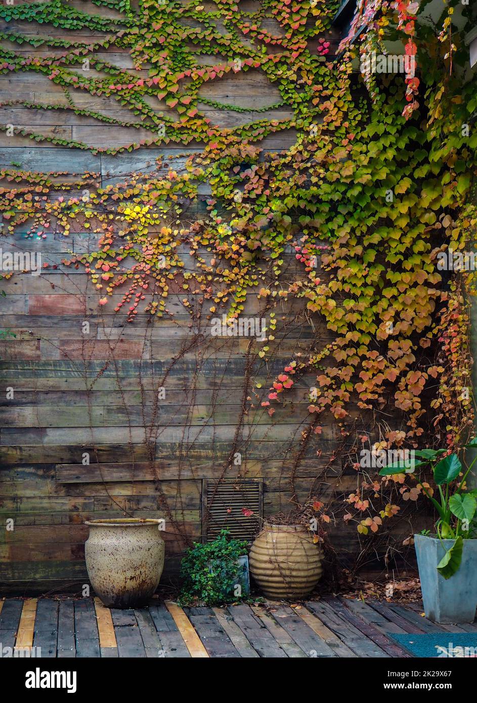 Gelbgrüner Efeu klettert auf einen Holzzaun. Kriechganganlage auf Holzwand des Hauses. Ivy-Weinrebe wächst auf Holzplatten. Klassischer Hintergrund. Garten im Freien. Natürliche Blätter auf Holzplatte bedeckt. Stockfoto