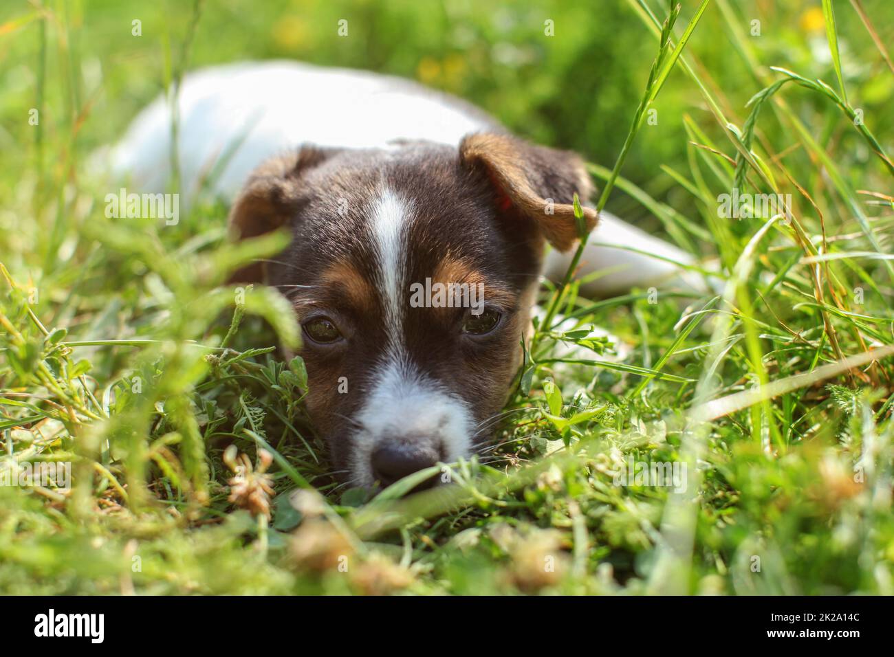 Sieben Wochen alten Jack Russell Terrier Welpen mit in das Gras leuchtet von Sun. Nahaufnahme auf Hund Gesicht. Stockfoto