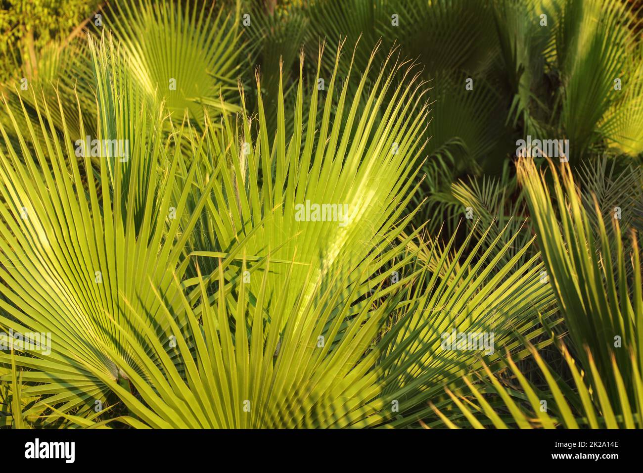 Palm Blätter, am Abend die Sonne beleuchtet. Abstrakte tropischen Hintergrund. Stockfoto