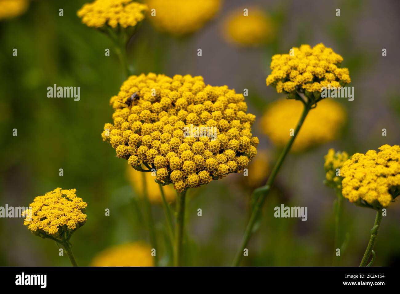 Leber Balsam Yarrow ist ein Interessantes Dauerduft, das cremeweiße oder gelbe, tassenähnliche, angenehm duftende Blumen vom Juli präsentiert Stockfoto
