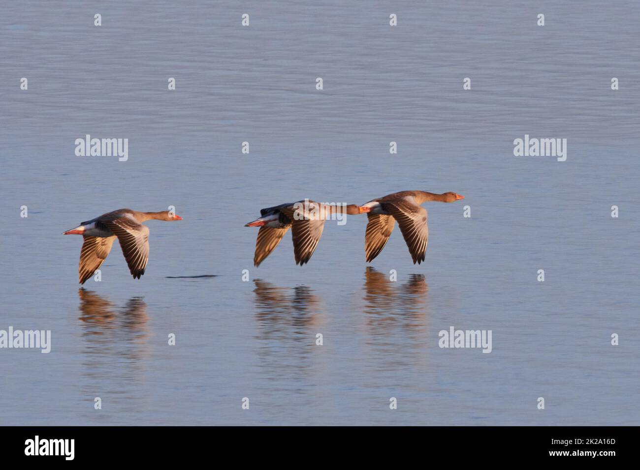 Graugans im Flug in der Abendsonne an der ostsee Stockfoto