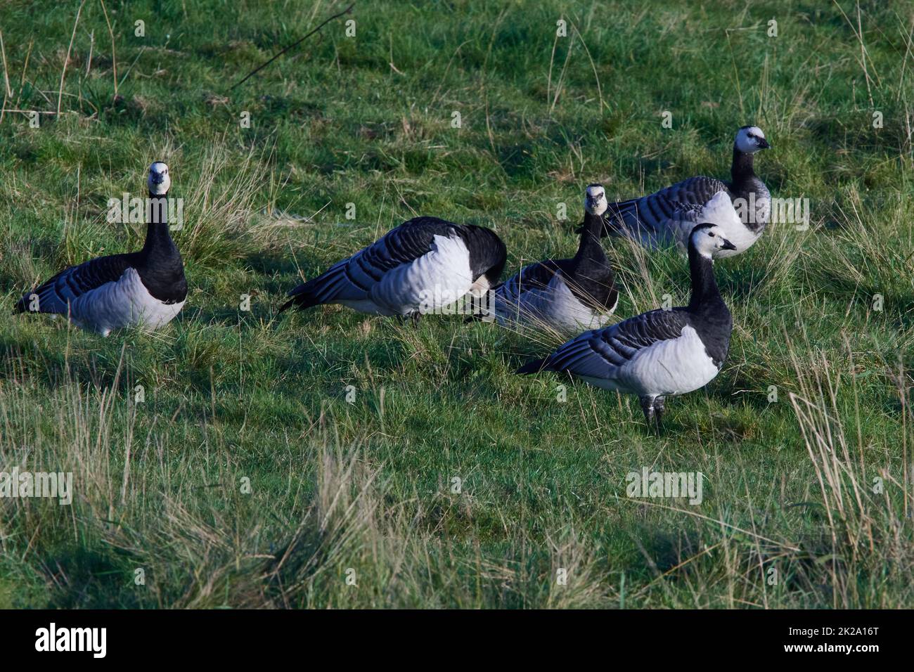 Barnakelgänse im Herbst an der ostsee Stockfoto