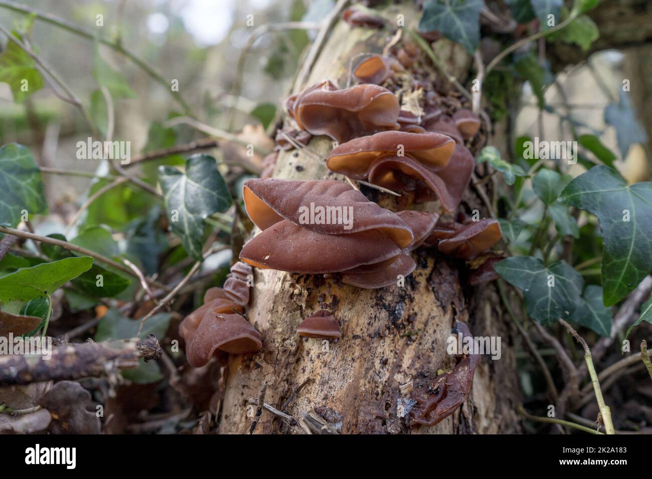 Speise morcheln -Fotos und -Bildmaterial in hoher Auflösung – Alamy