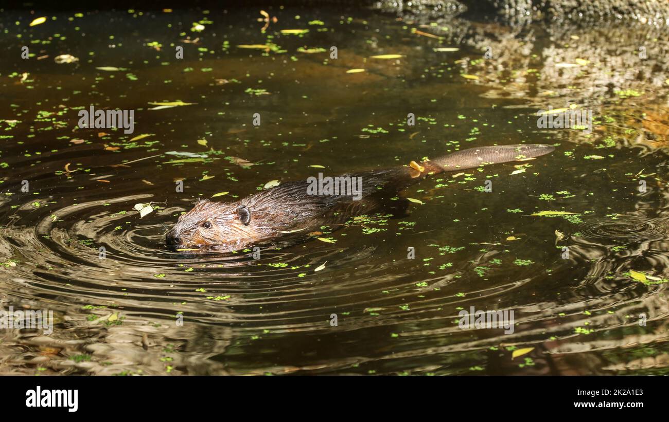 Eurasischen Biber (Castor Fiber) Schwimmen im Teich mit Blättern, nur der Kopf der Oberseite des Körpers mit nassem Fell und Schweif sichtbar. Stockfoto