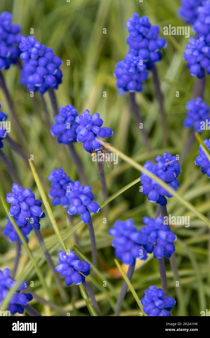 Garten hyazinthen Fotos und Bildmaterial in hoher Auflösung Alamy