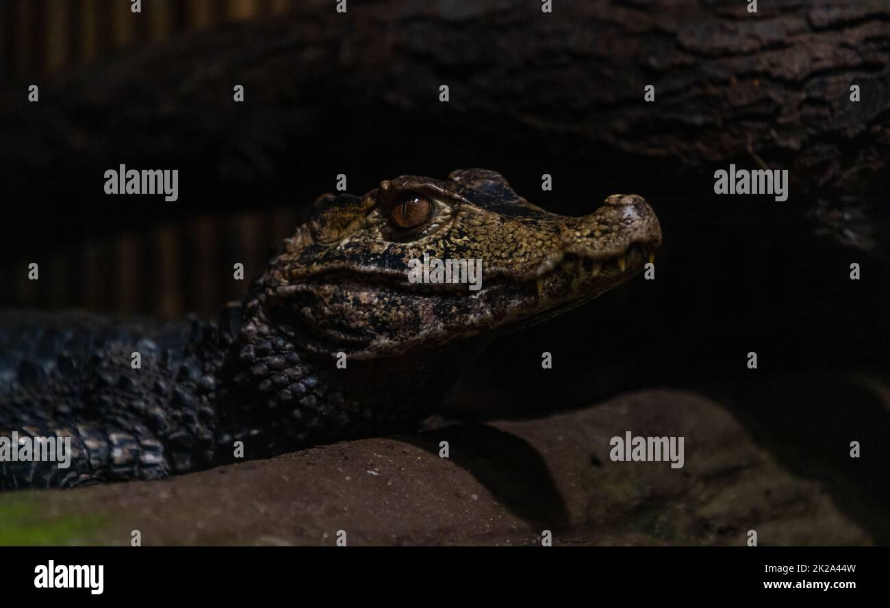 Cuvier Zwerg Caiman Stockfoto
