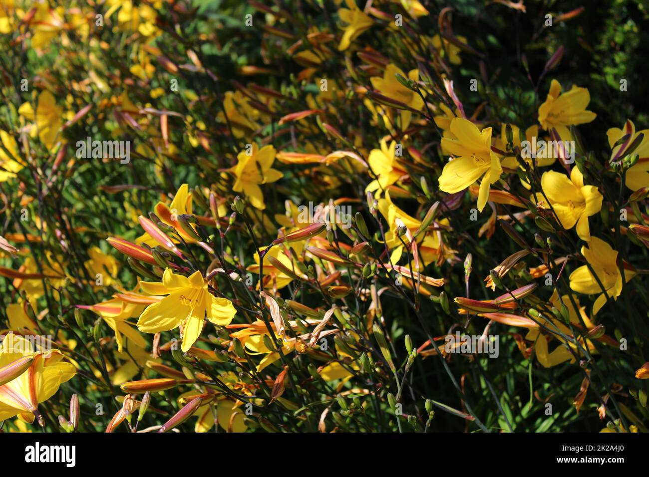 Gelbe Lilie Blumen im Garten Stockfoto