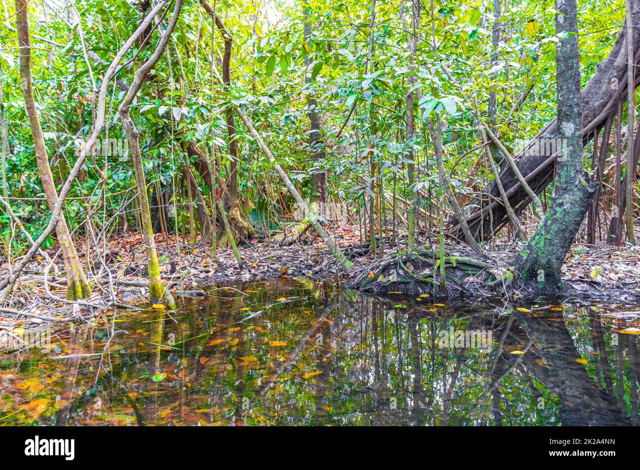 Tropischer Wald Unterwasserwelt in Teich Sumpf Wasser Natur Mexiko. Stockfoto