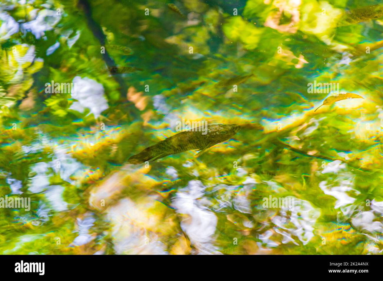 Fische und Meeresbewohner im Teich Sumpfwasser Natur Mexiko. Stockfoto