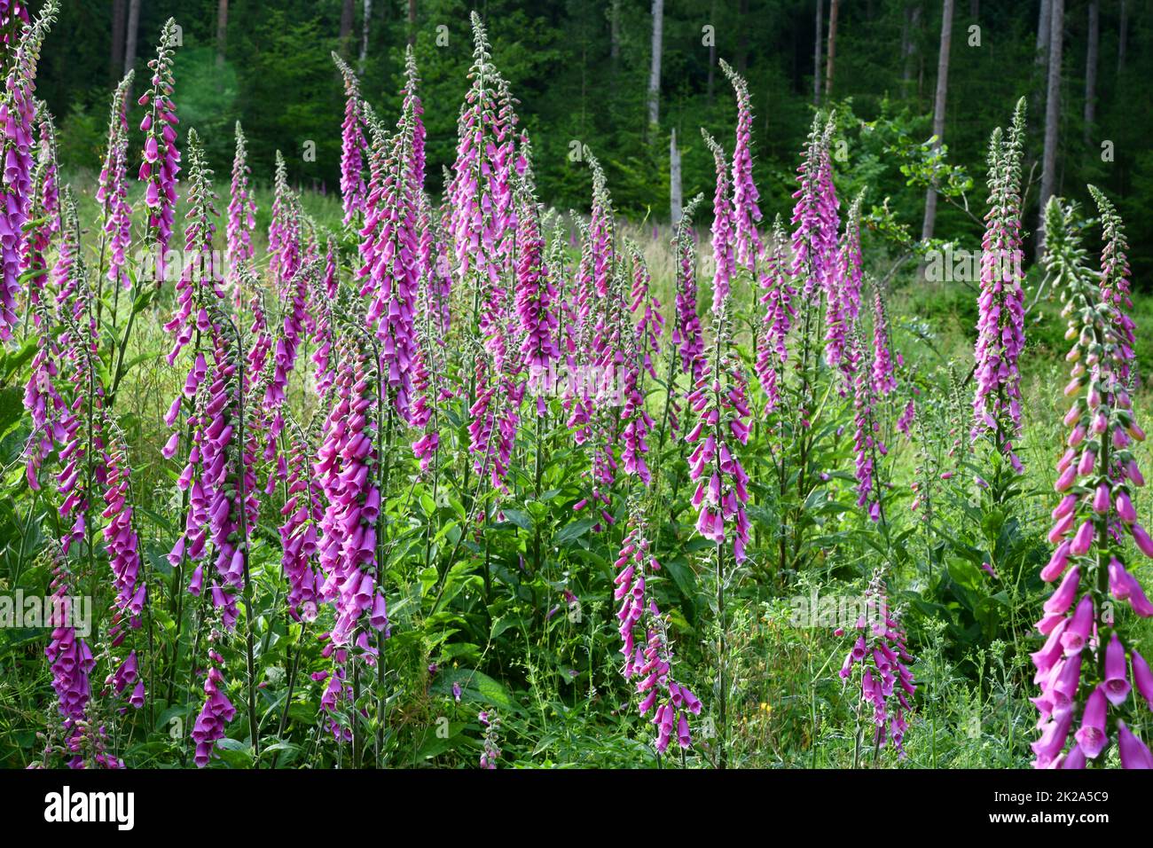 Blühende Foxhandschuhe am Waldrand Stockfoto
