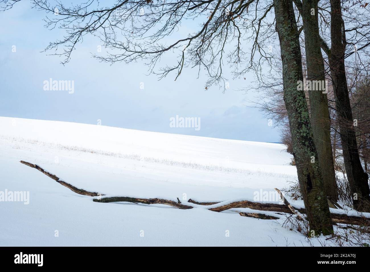 Winter-Schnee-Wald-Hintergrund Stockfoto