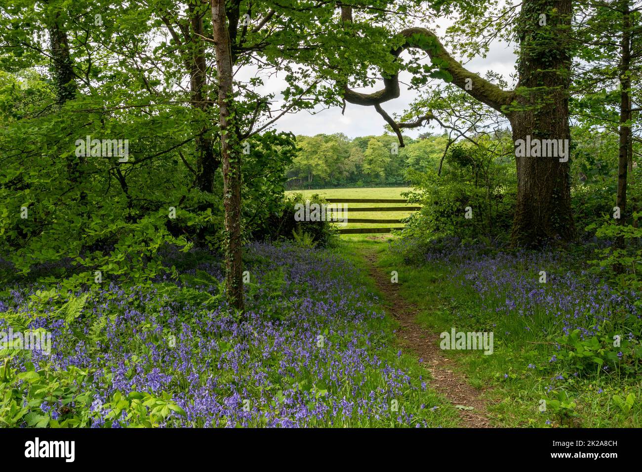 Im Pencarrow House and Gardens, Cornwall, Großbritannien, befinden sich in Waldgebieten englische Bluebells. Stockfoto