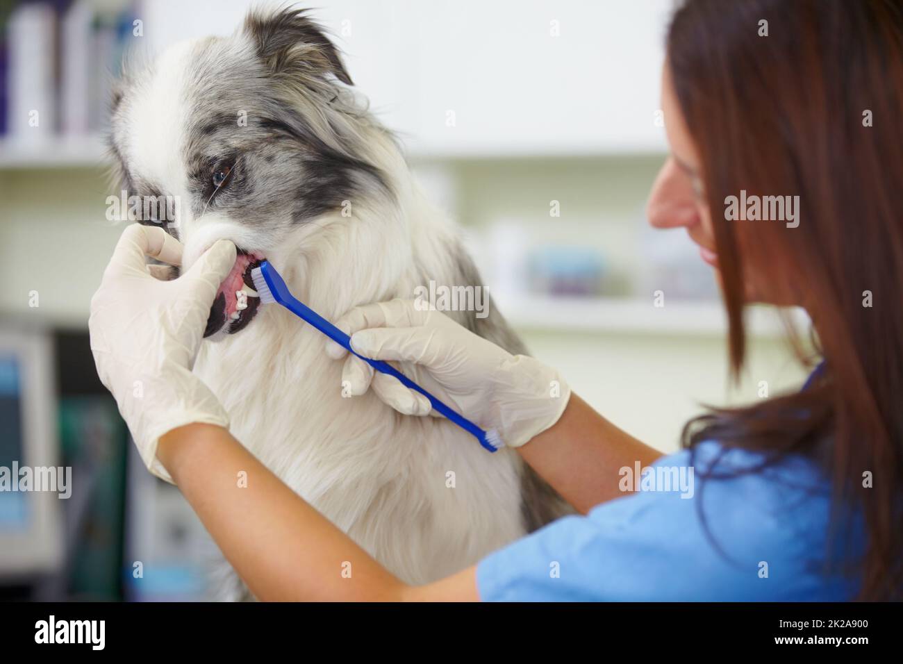 Überprüfen, wie gesund Ihr Haustier ist. Eine Tierärztin, die die Zähne eines sehr unbeeindruckt Hunde überprüft. Stockfoto