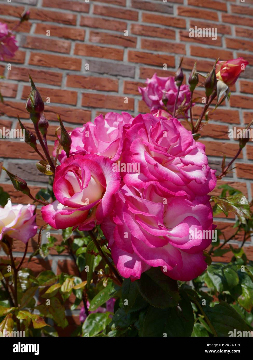 Rosa Rosen vor einer Ziegelmauer Stockfoto