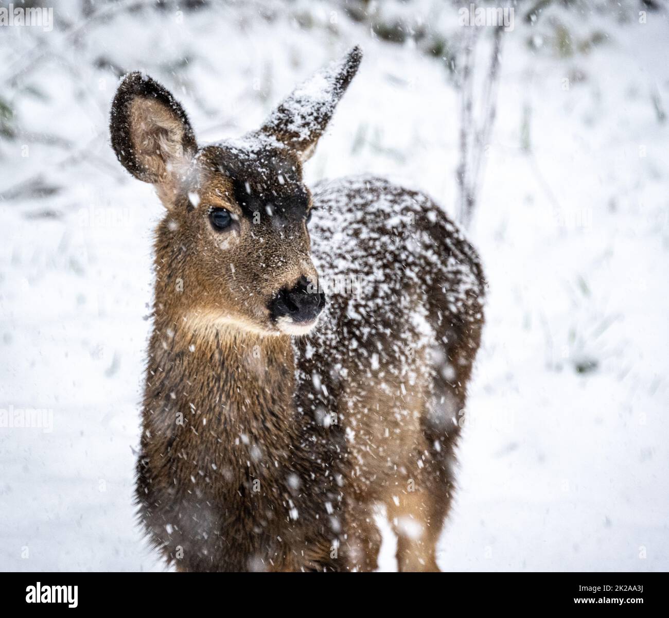 Ein junges Rehkitz, das während eines Weihnachtsschneehufes im Schnee verkrustet war Stockfoto