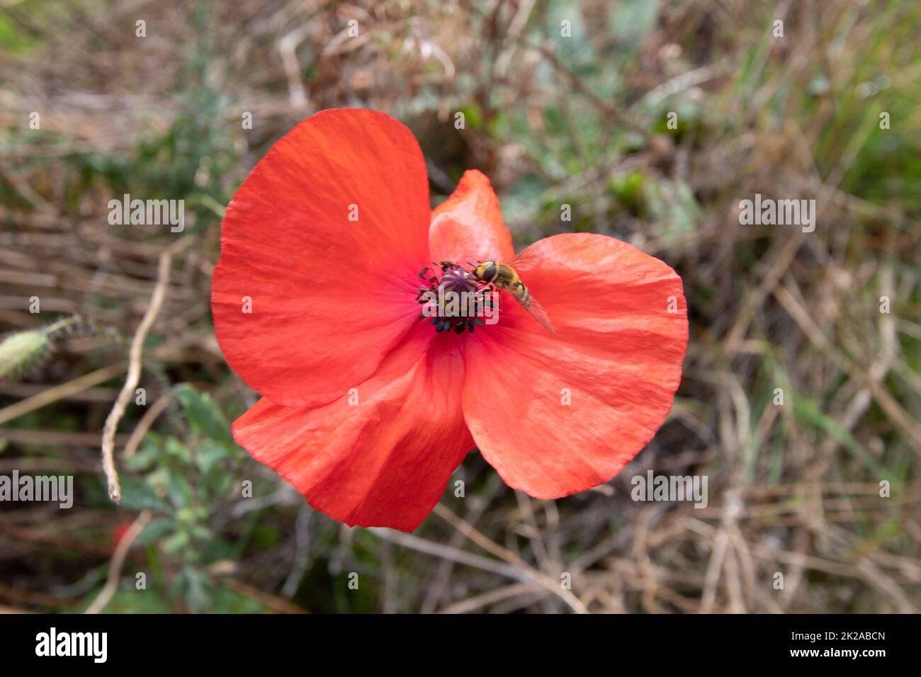 Bienen bestäuben eine rote Mohnblume, Schottland Stockfoto