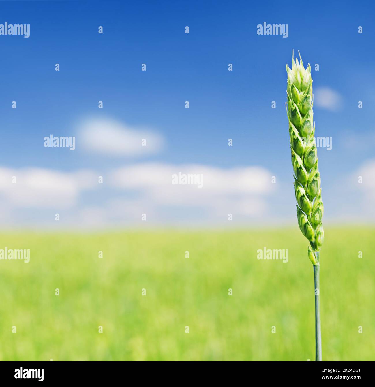 Neuanfänge. Kurzer Schuss eines grünen Weizenstiels im Sommer. Stockfoto