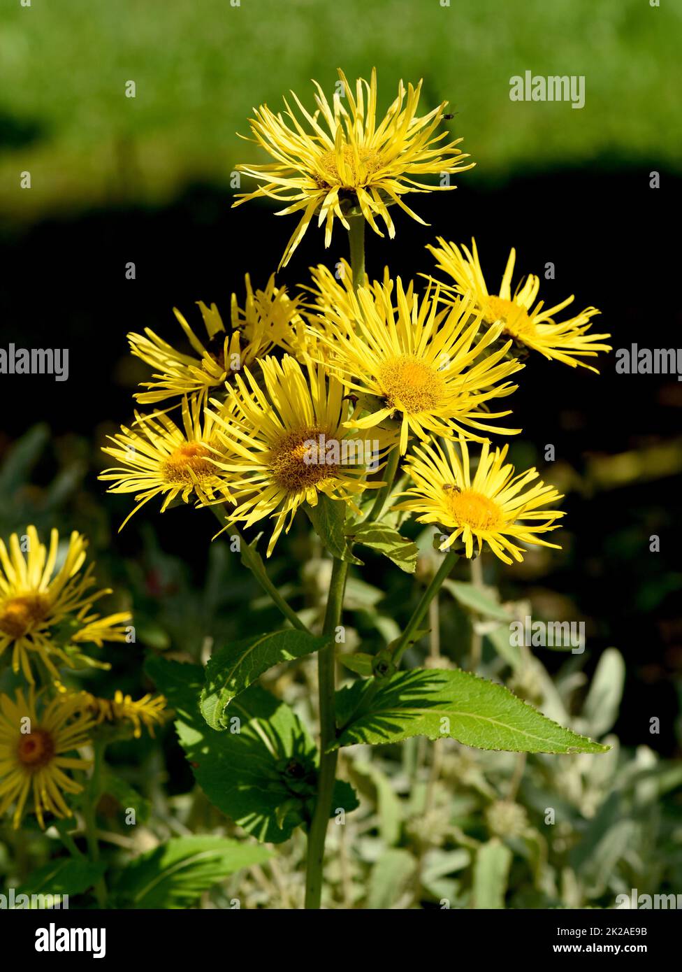 Alant, Inula Helenium Stockfoto