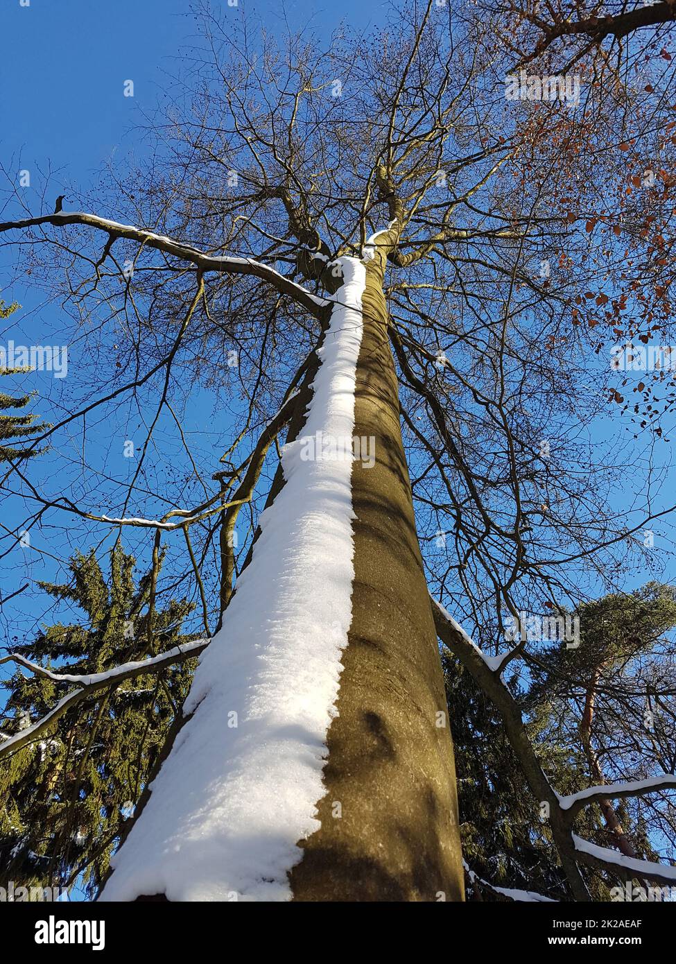 Buche, Fagus sylvatica , ist ein Laubbaum der oft in unseren Waeldern