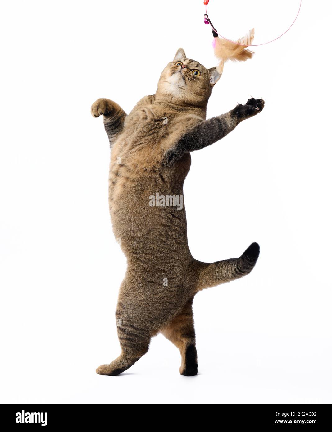 Erwachsene graue Katze Scottish Straight spielt mit einem Federspielzeug auf weißem Hintergrund. Das Tier steht auf seinen Hinterbeinen Stockfoto