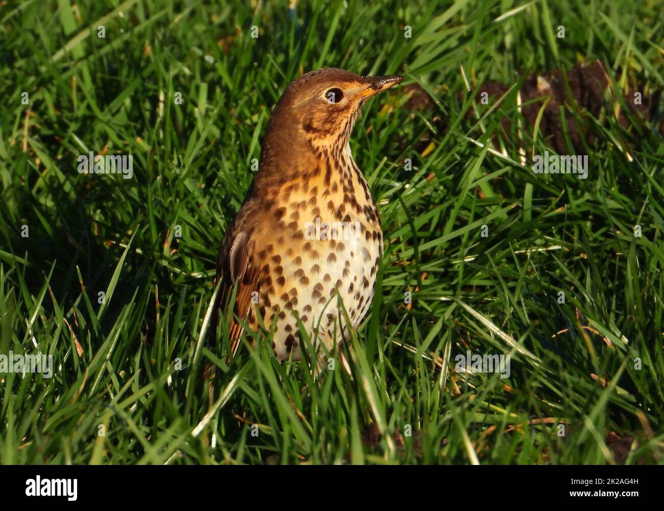 Singdrossel, Turdus philomelos Stockfoto
