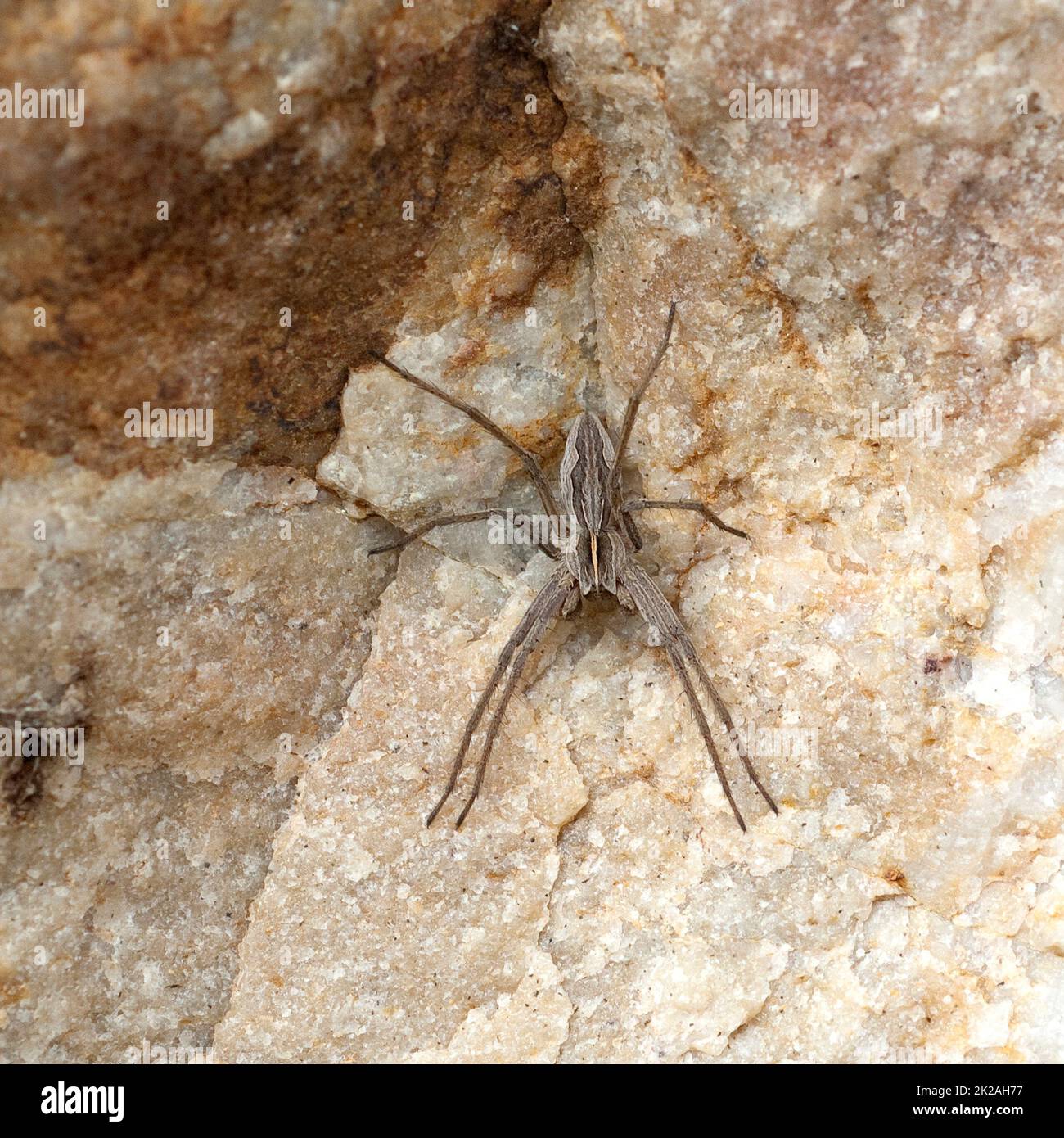 Gerissene Spinne, Pisaura mirabilis Stockfoto