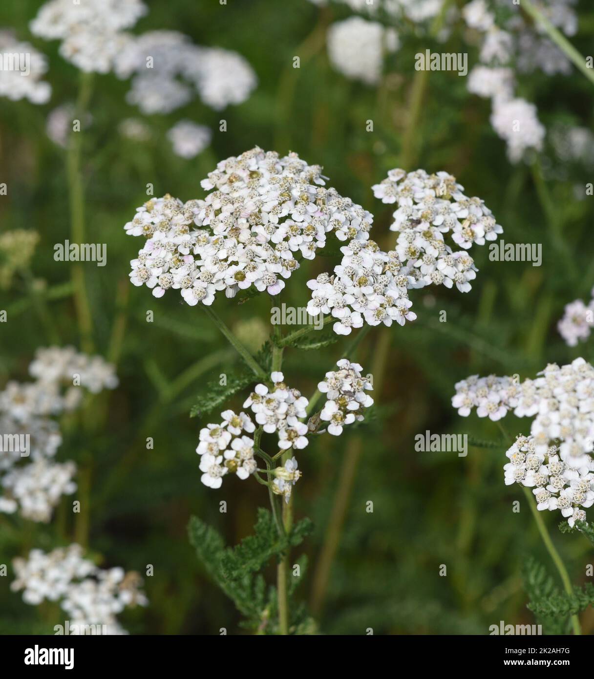 Yarrow, Achillea Millefolium Stockfoto