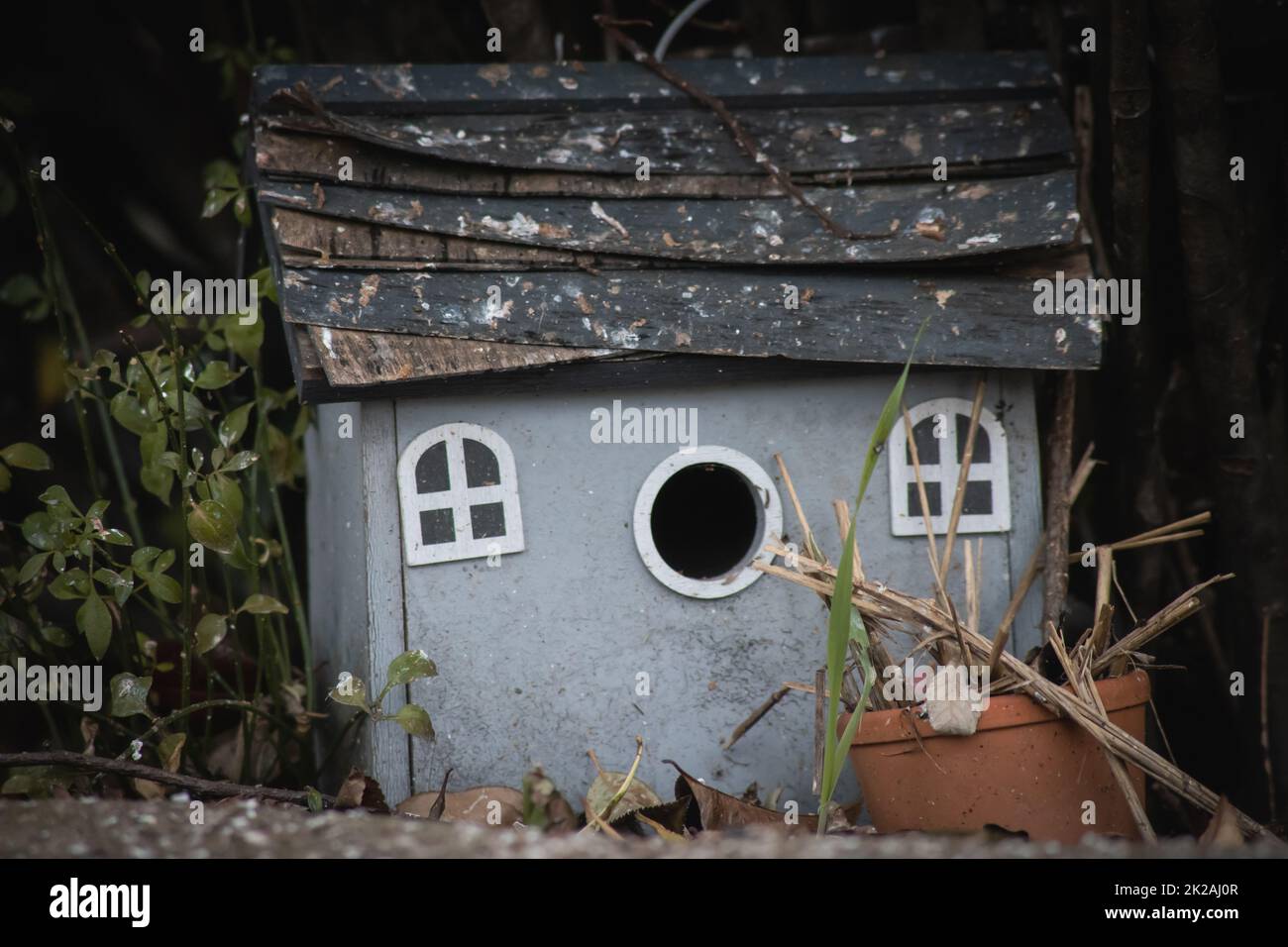 Natur Vögel Tierwelt Stockfoto
