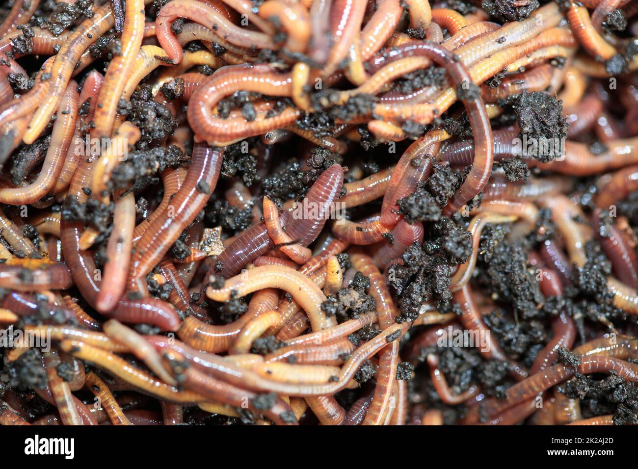 Regenwürmer zum Fischen oder Kompost Stockfoto