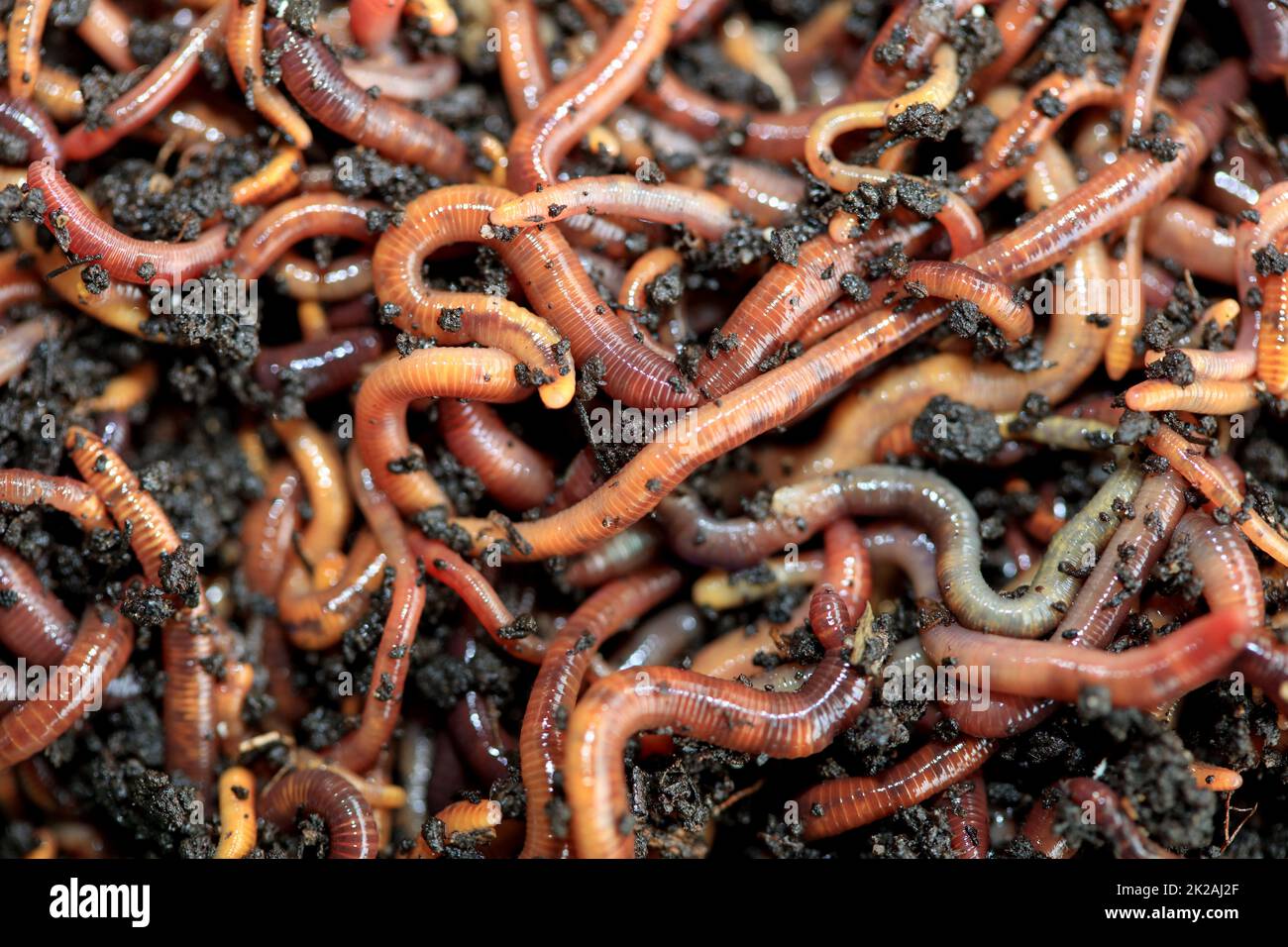 Regenwürmer zum Fischen oder Kompost Stockfoto