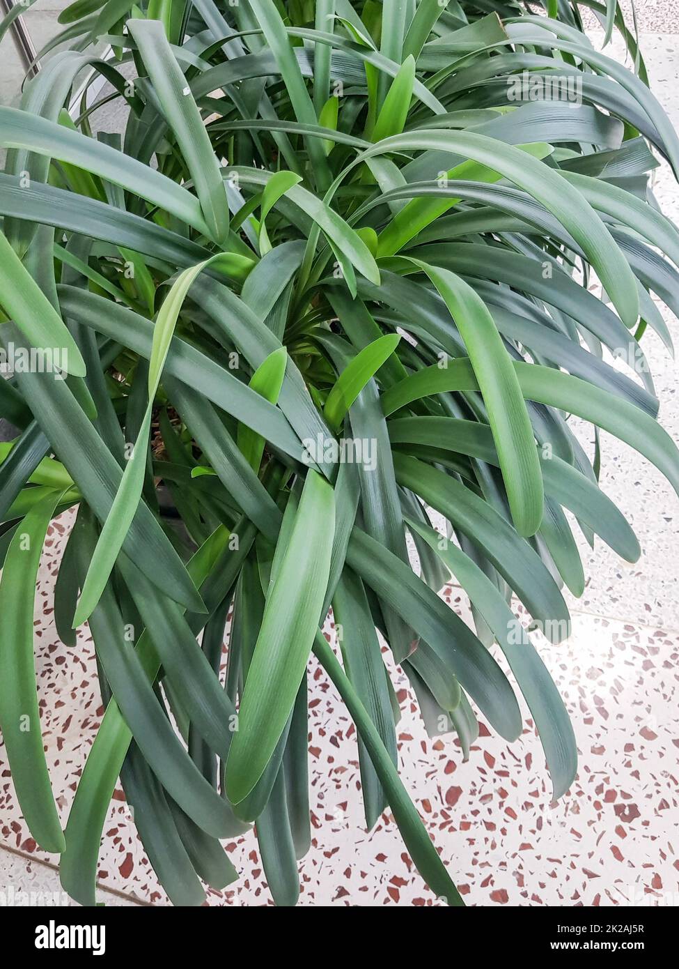Vertikales Foto einer Zimmerpflanze Clivia miniata in einem Gewächshaus, Nahaufnahme von grünen Blättern Stockfoto