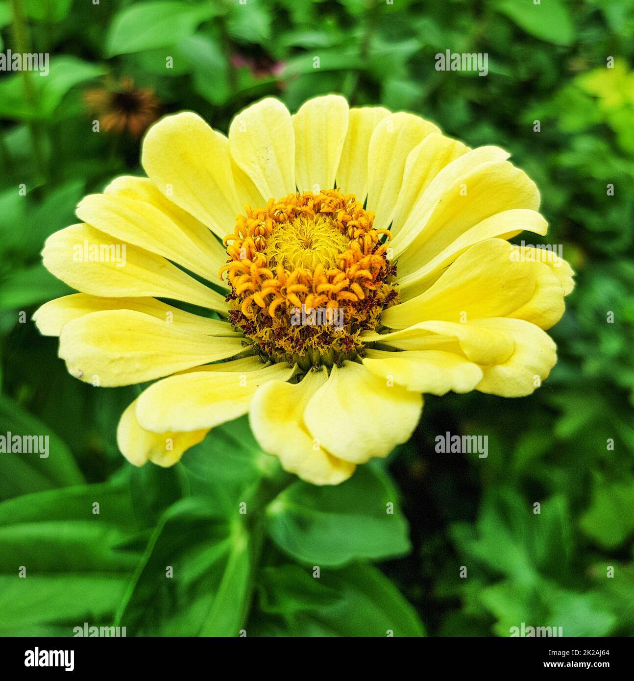 Nahaufnahme einer gelben Zinnia-Blume in einem Garten mit einem unscharfen Hintergrund aus grünen Blättern, Draufsicht Stockfoto