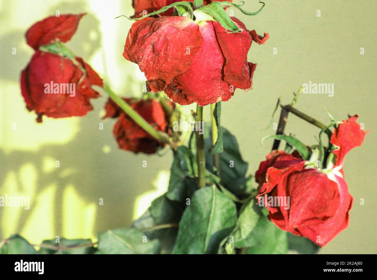 Helles Sonnenlicht auf verblassten Rosen und Schatten auf einer gelben Wand Stockfoto
