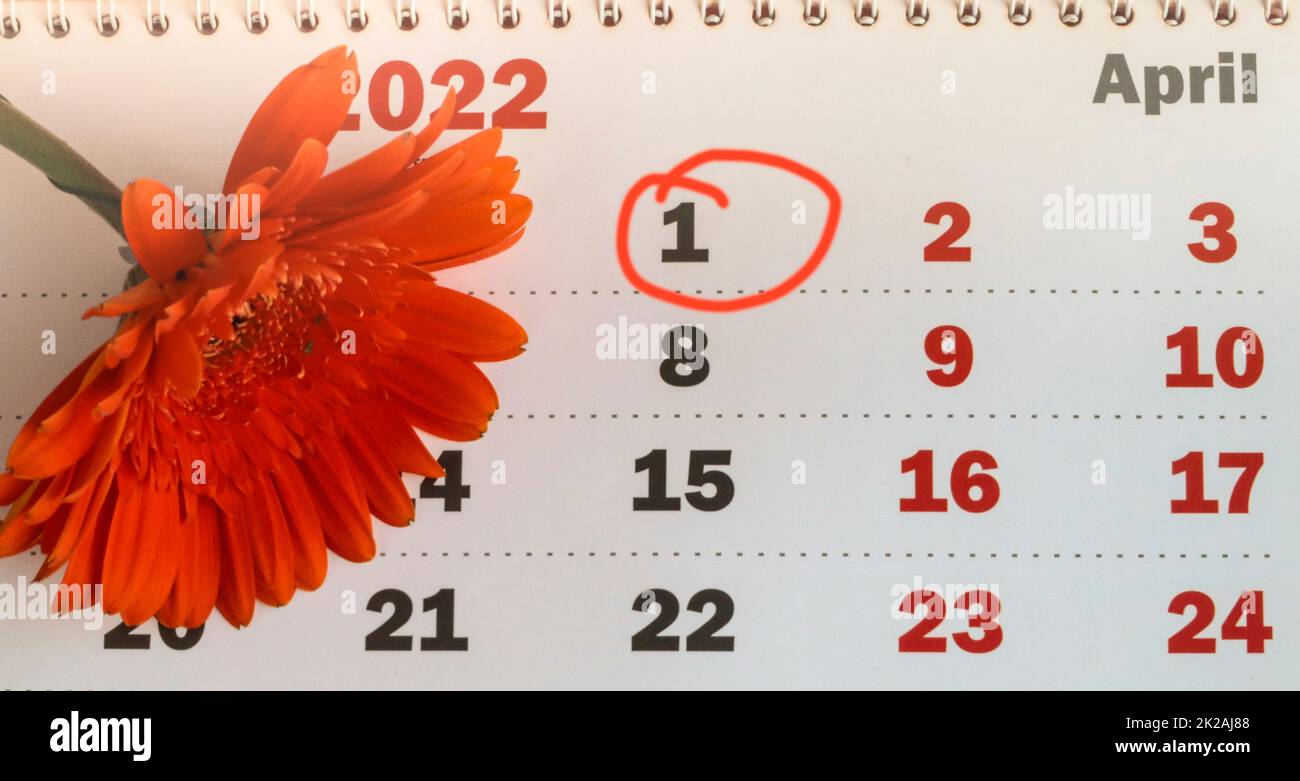 Ein an der Wand montierter Papierkalender mit einem Datumsstempel vom 1. April 2022 am Tag des Aprilscherzens. Selektiver Fokus mit unscharfem Hintergrund. Draufsicht, orangefarbene Blume Stockfoto