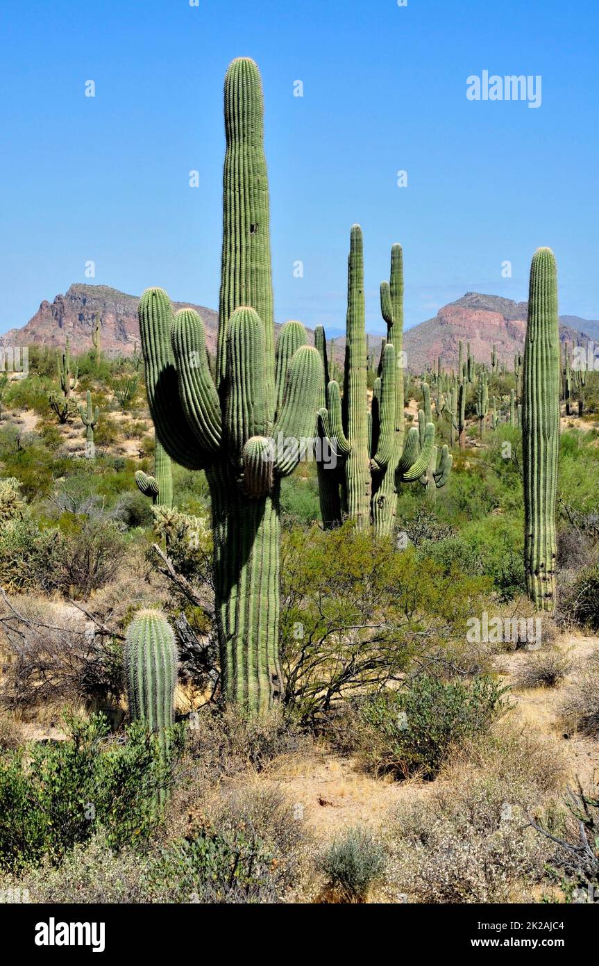 Saguaro Cactus Sonora Wüste Arizona Stockfoto