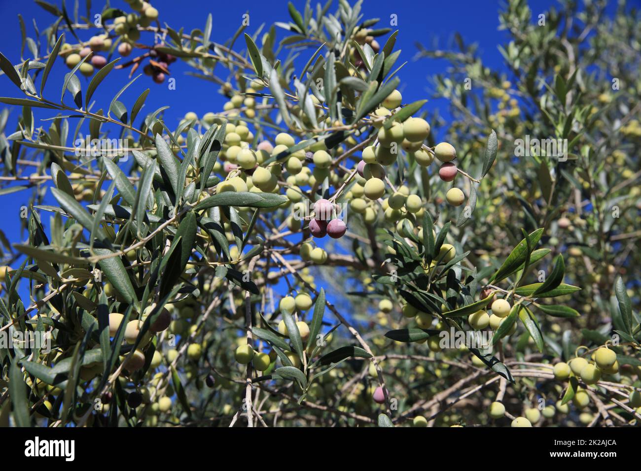 Grüne Oliven auf dem Baum. Mallorca. Spanien Stockfoto