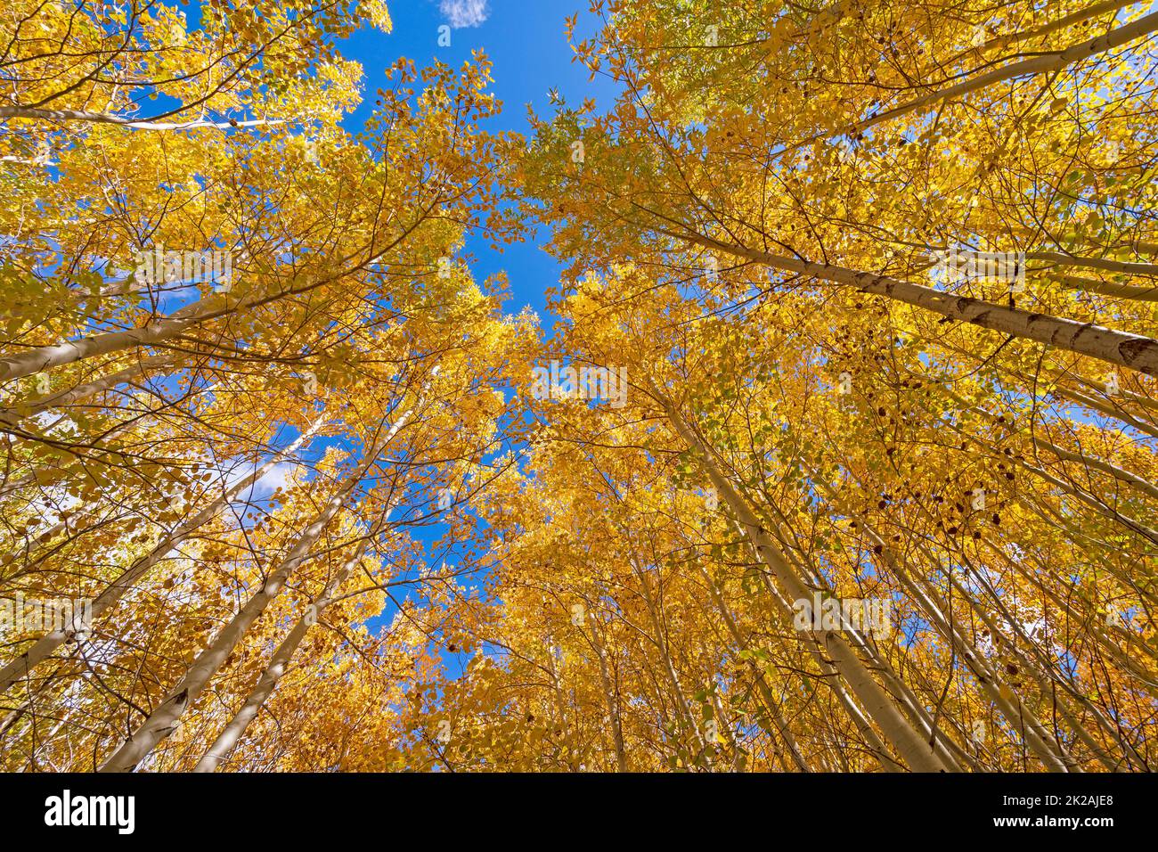 Aspen in Herbstfarben, die sich über dem Kopf abzeichnen Stockfoto