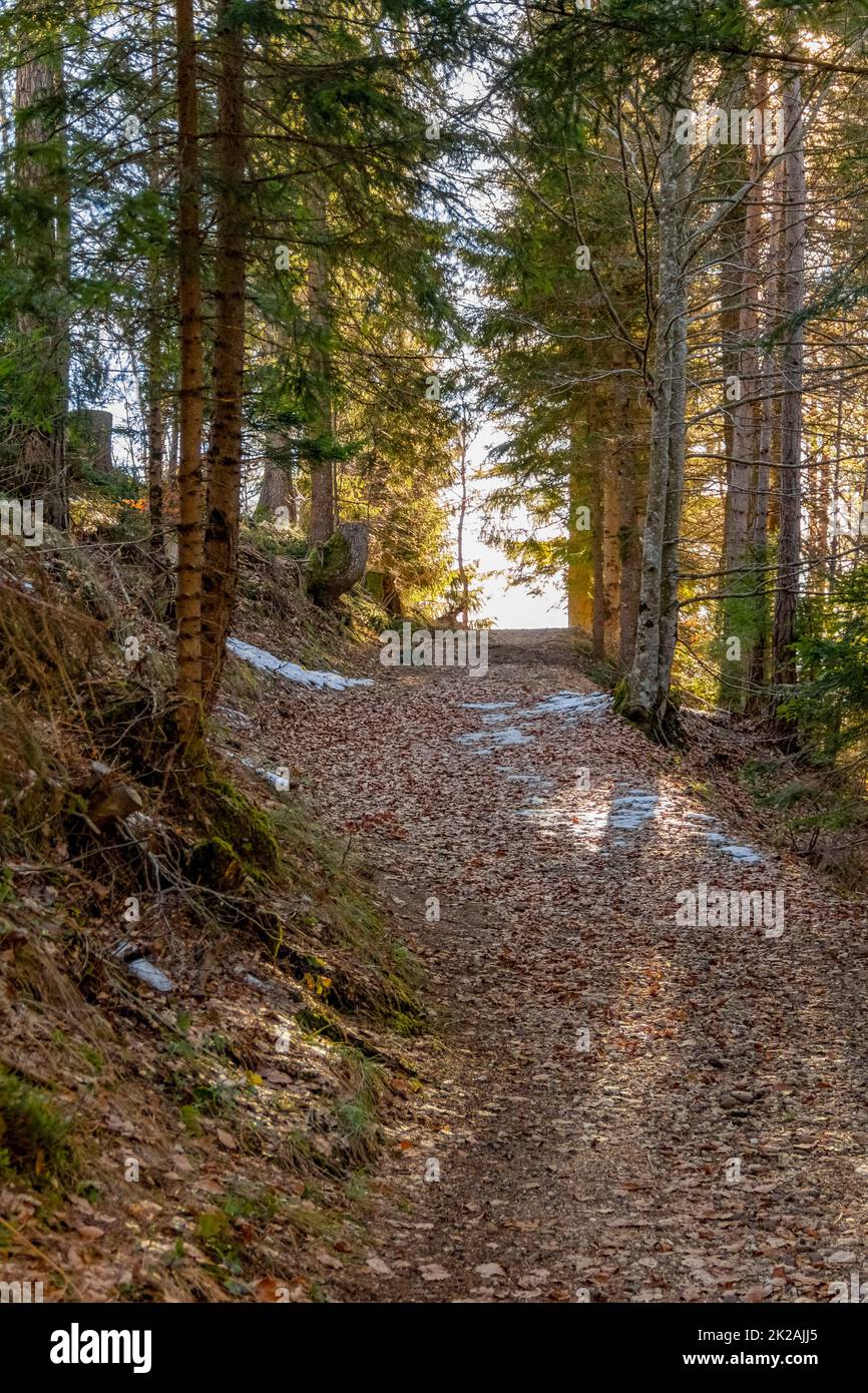 Verschneiter Waldweg Stockfoto