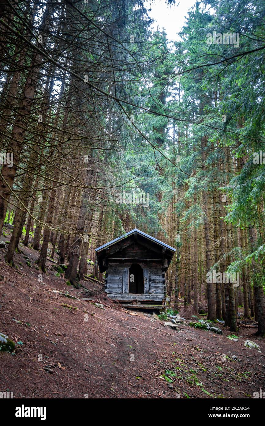 Kleine Holzkabine in einem dunklen Tannenwald Stockfoto